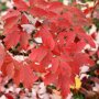 Acer griseum